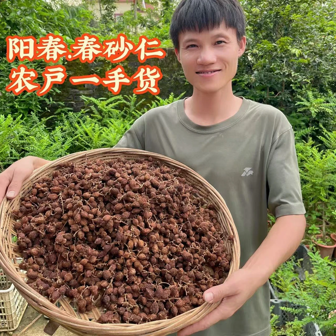 春砂仁/老品种黄苗仔/正宗阳春炭烘砂仁/可搭配红枣枸杞煲汤