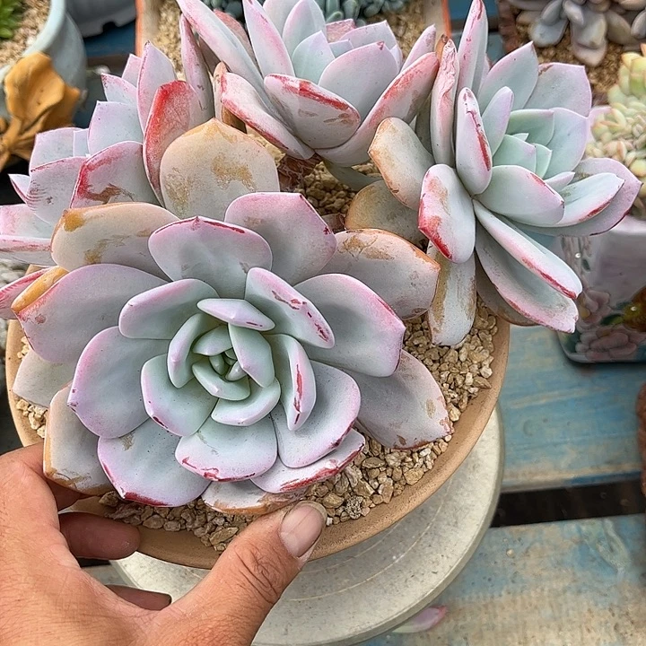多肉植物一物一拍