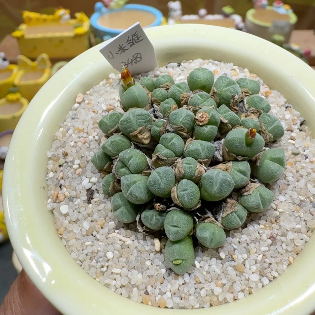 蘑菇1020小米雏多肉植物