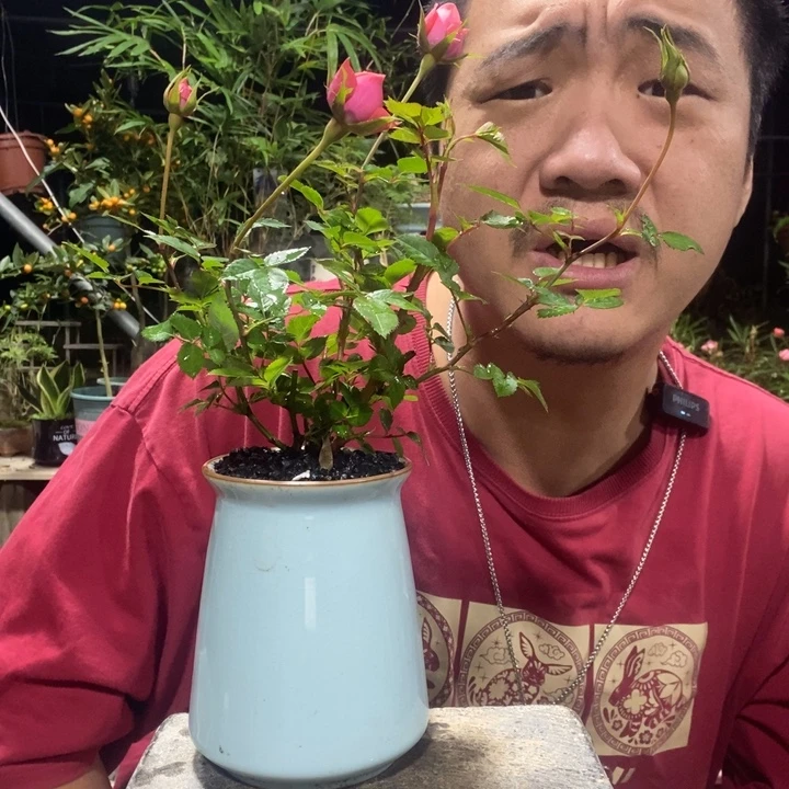 时***海以实际为准盆景绿植盆栽165