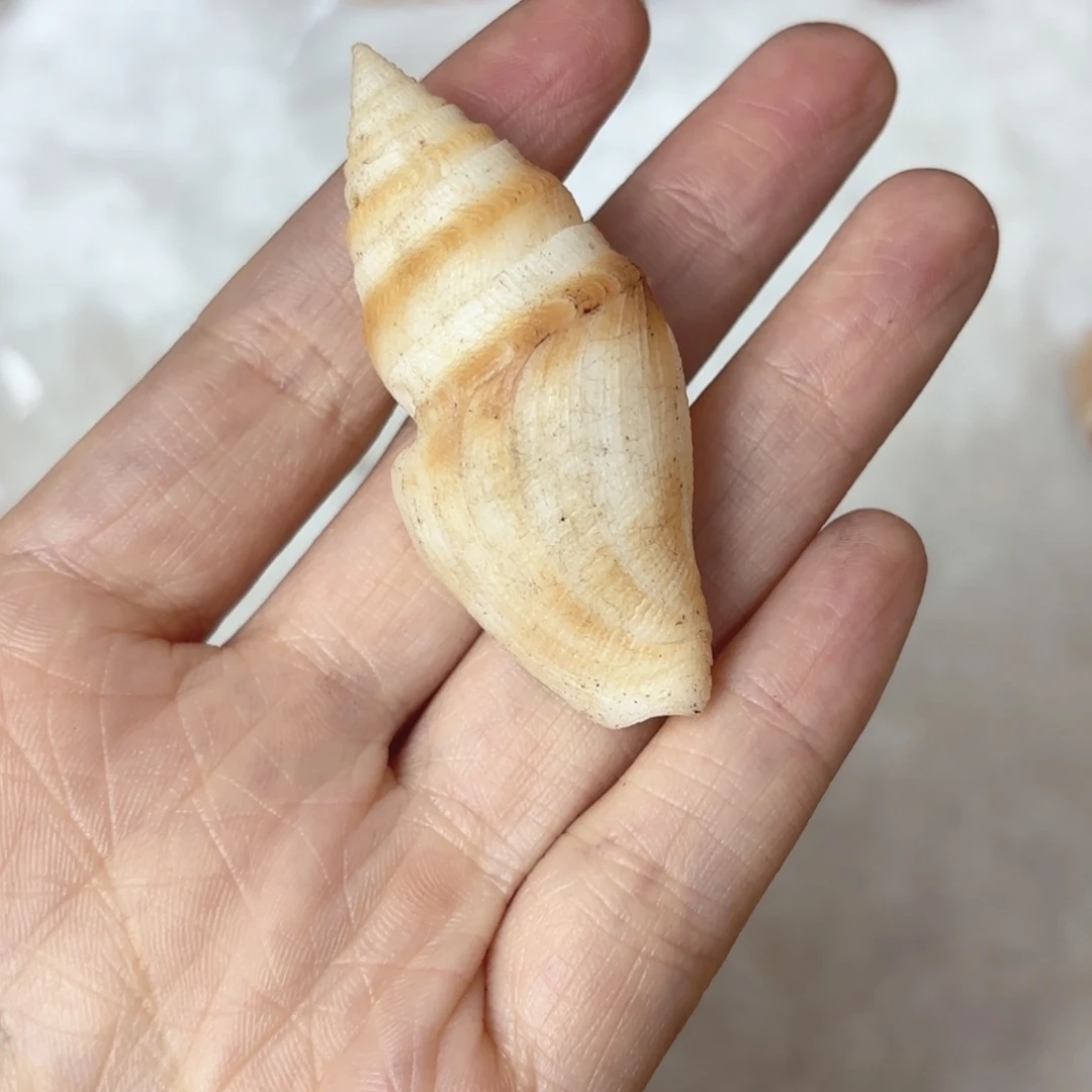 墨***店天然海螺贝壳标本福利