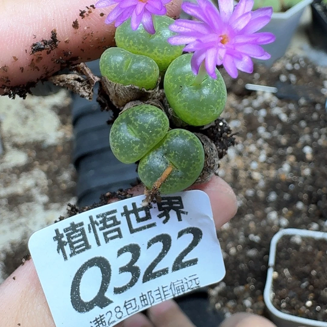 多肉植物的润泽发发
