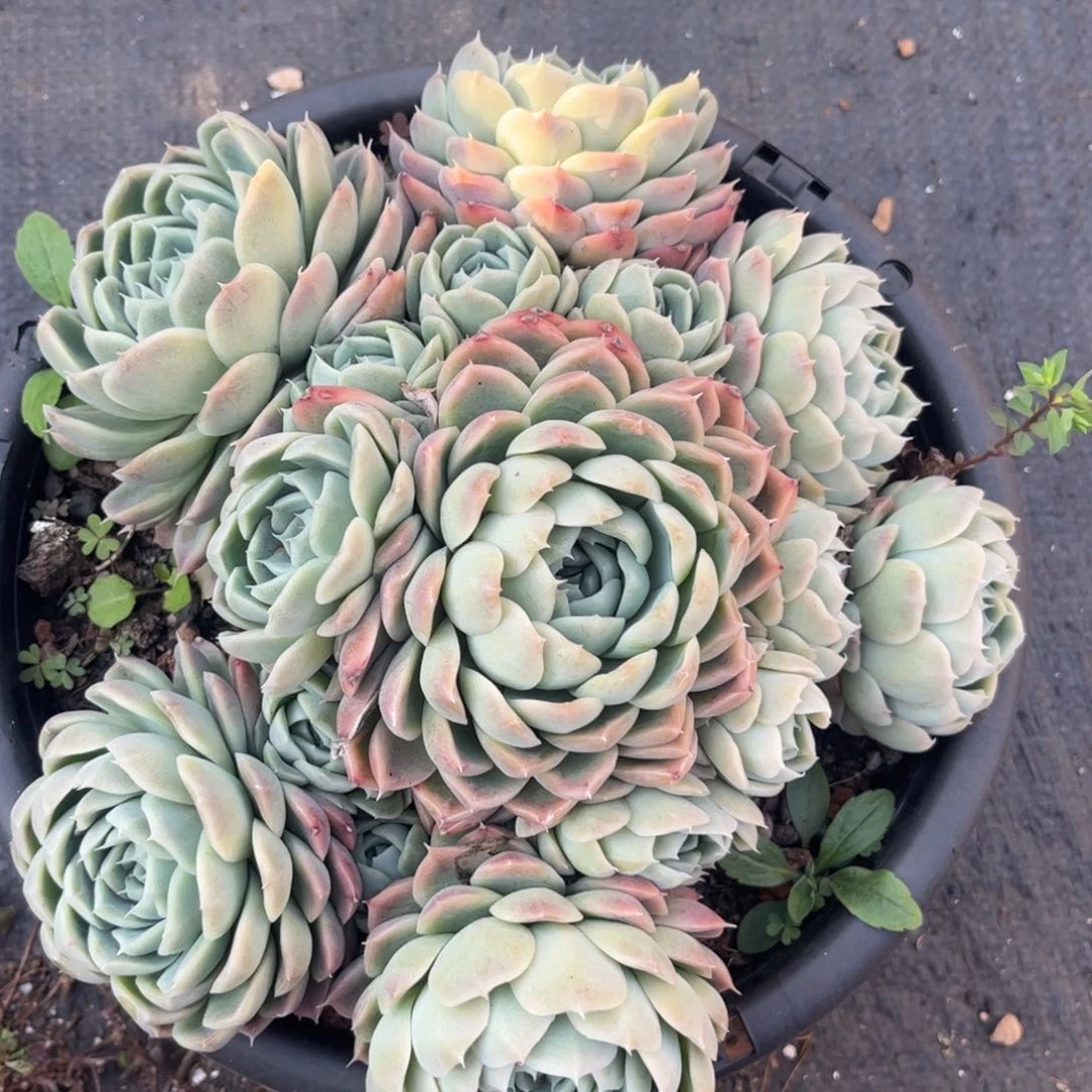 好姑娘多肉，杂交