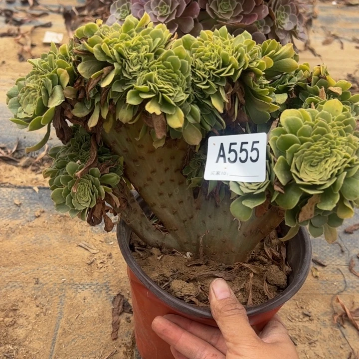 绿缀多肉植物555.