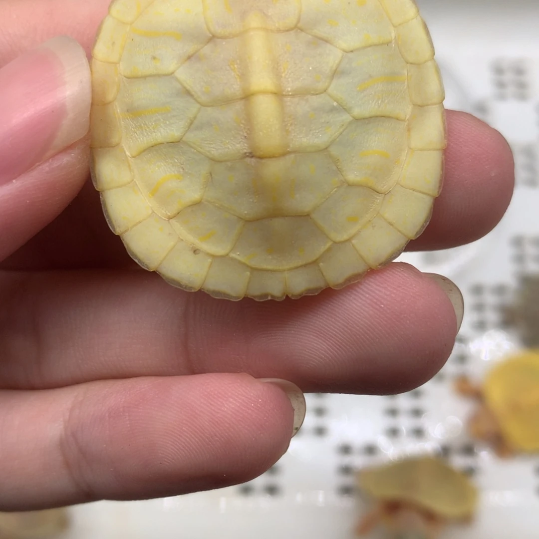 不分公母巴西彩龟