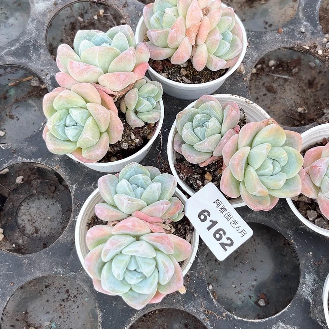 阿雅园艺。     616冰玉4颗双头