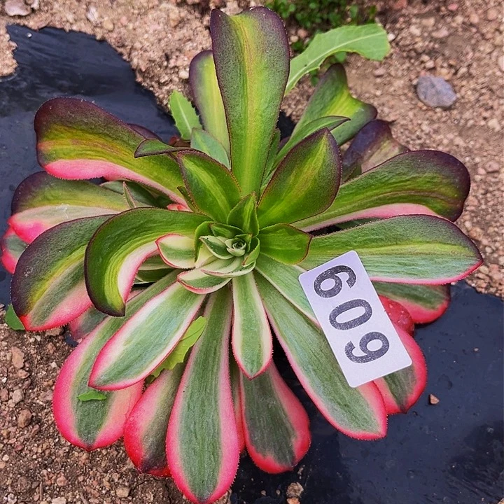 609美杜莎多肉植物处理不售后七彩多肉植物处理不售后