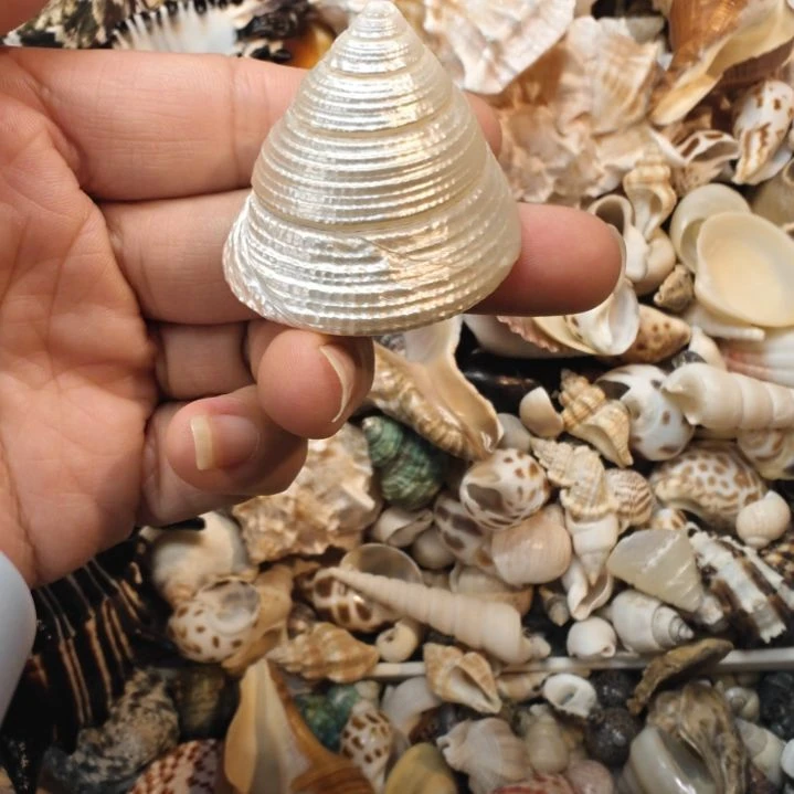 石材天然海螺贝壳塔螺