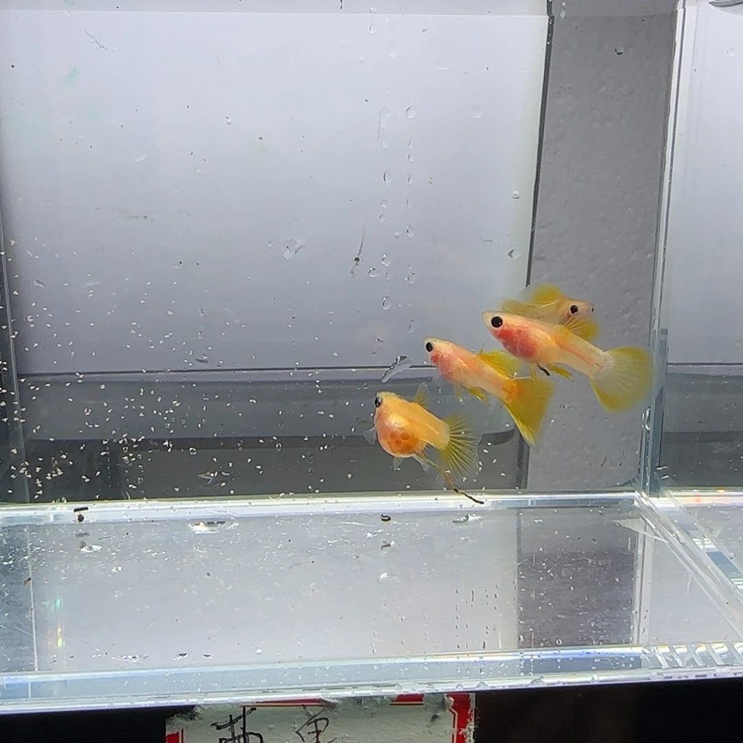 孔雀鱼粉猫幻彩三公一母