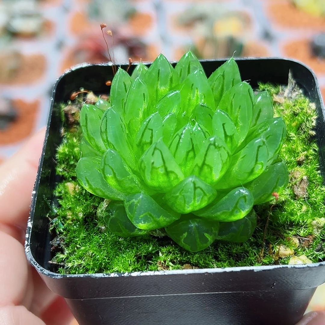 十二卷多肉蝉翼玉露