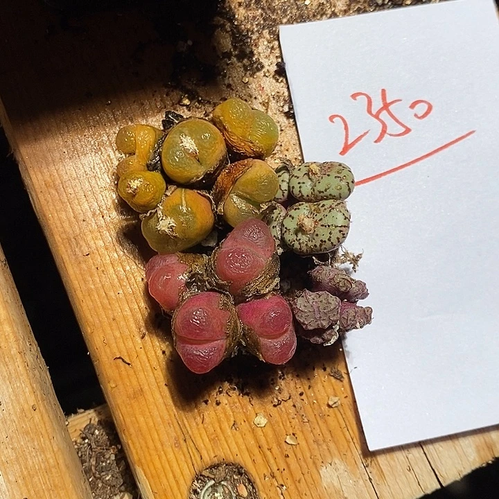 一***晴2350。  一组。 一组。