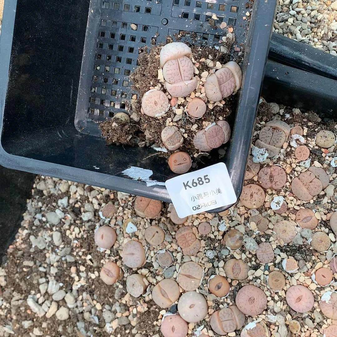 S****)K685多肉植物保护