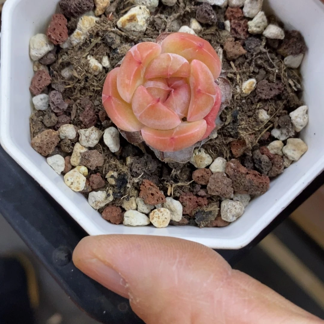 精品多肉一物拍不包整299