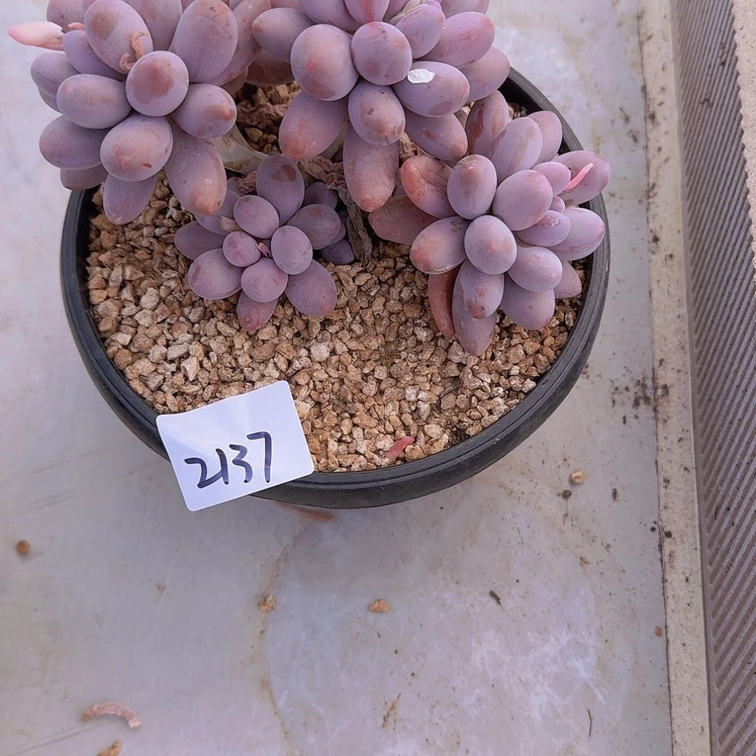 星****亮2137汤圆多肉植物