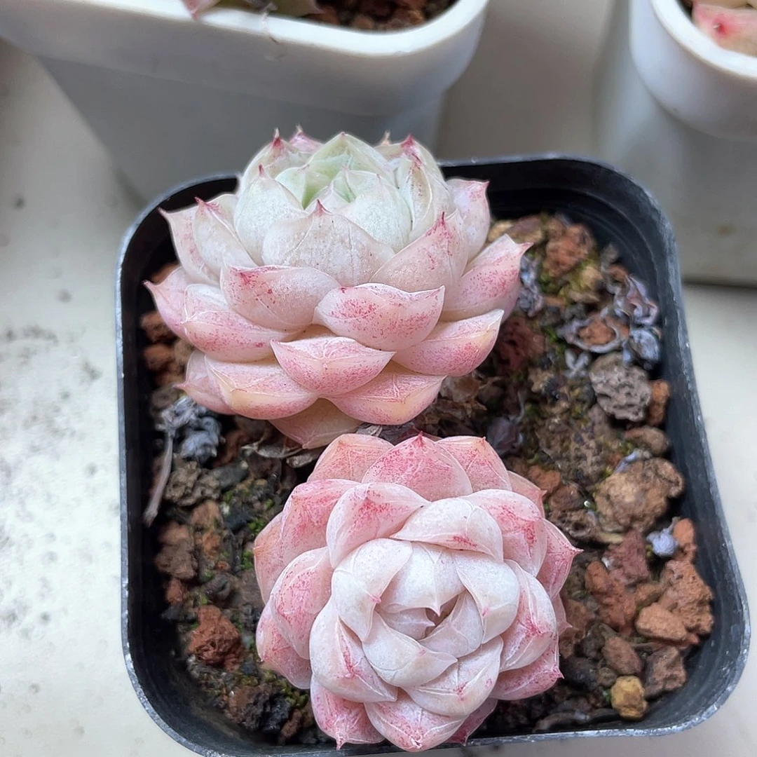 优选77号女王715