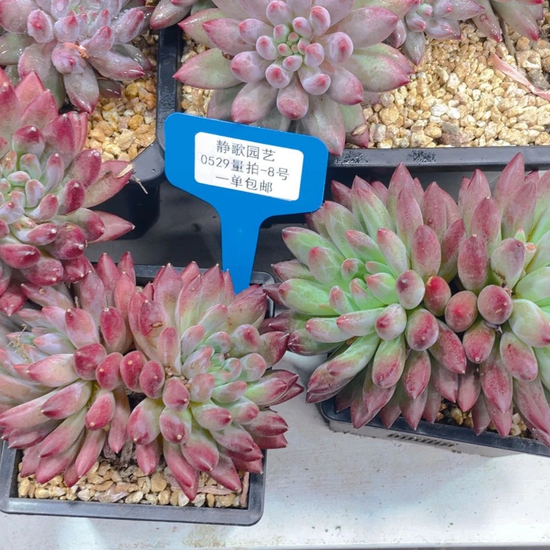 0529-8-大双头羽毛体虞美人如烟一刻