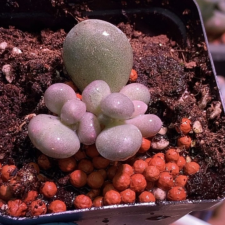 米可杂交锦多肉植物