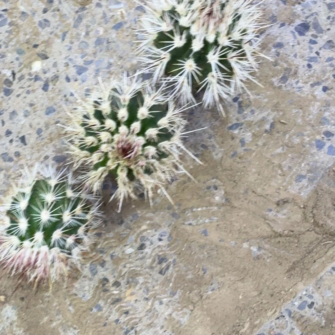 13长刺白红司歪3公分左右无根侧牙，20包邮