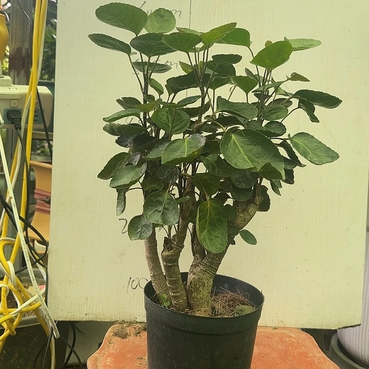 完全开放11111111