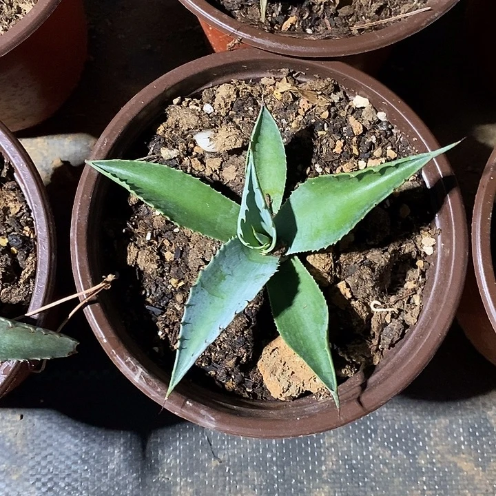 完美主义者勿拍鲸鱼舌