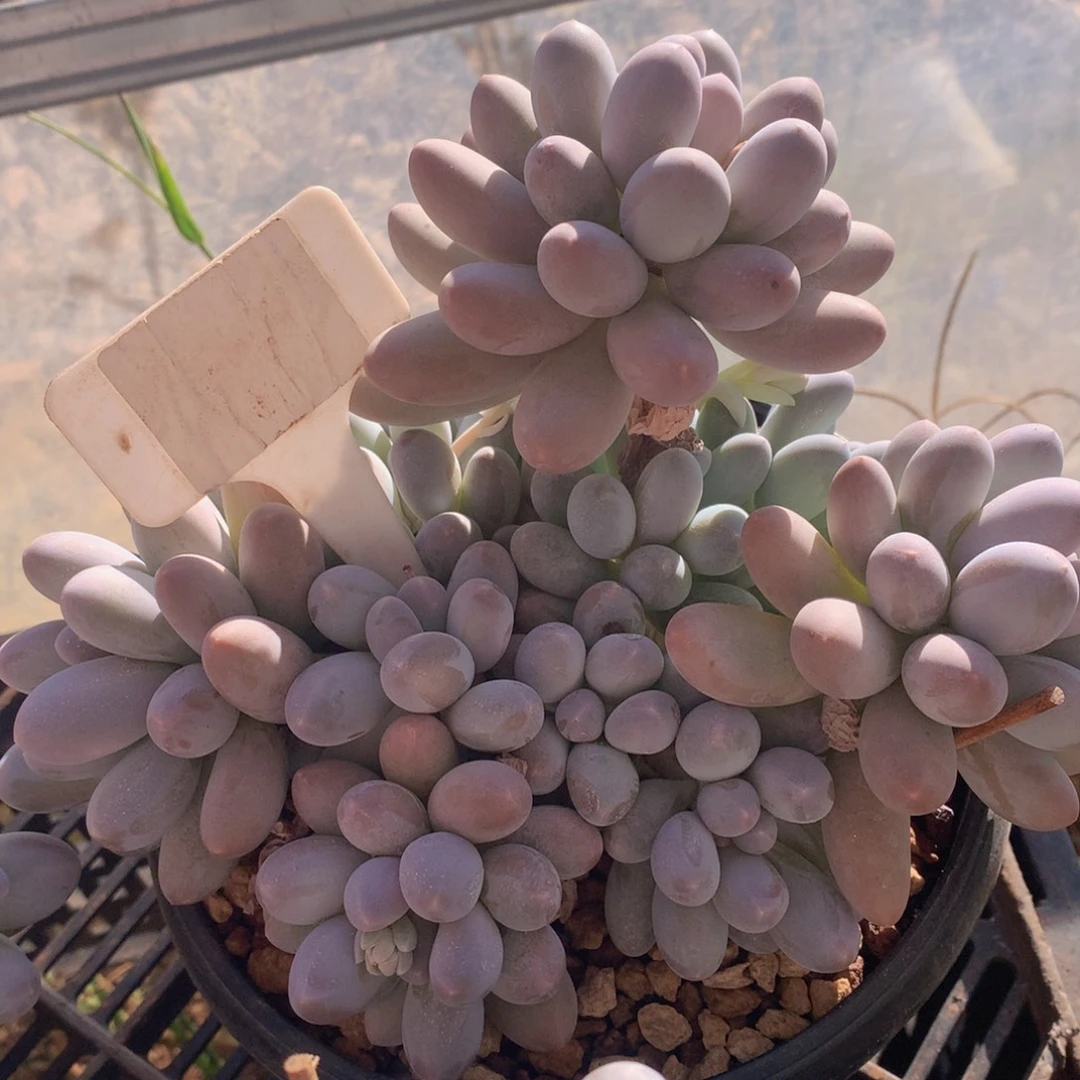 汤圆爱你6262626272772