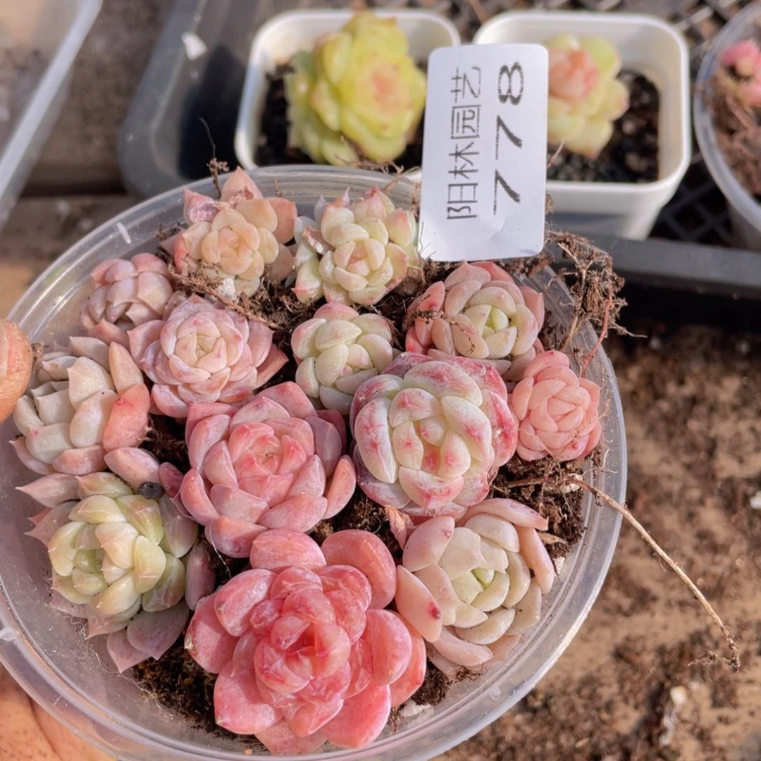 多肉植物多肉植物778