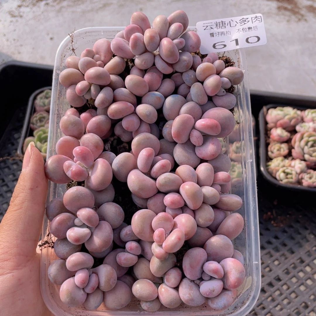 云糖心多肉植物610