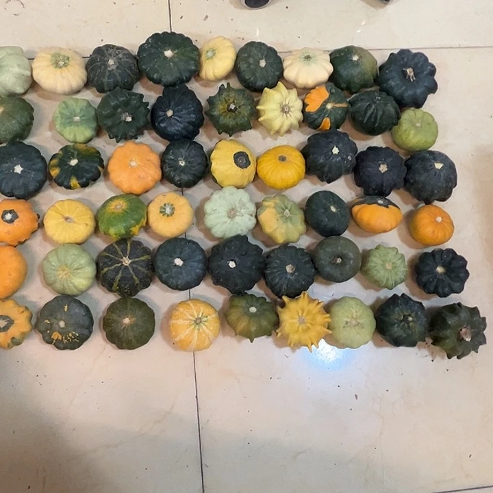 杨****墨西哥葫芦葫芦哭了