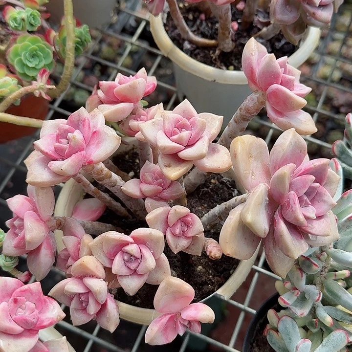 糖心紫乐多肉植物