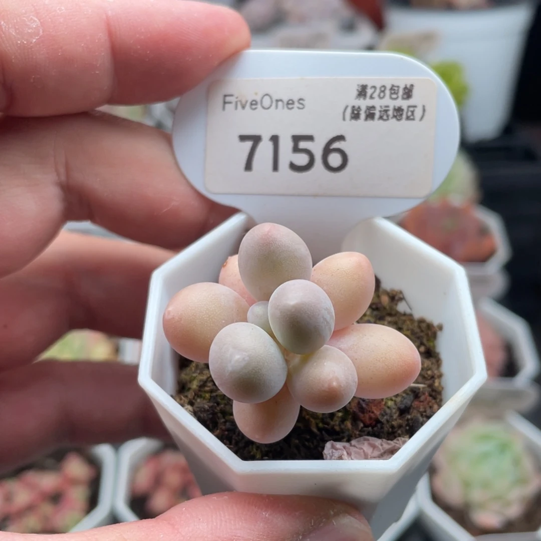 汤圆7156-3.5厘米