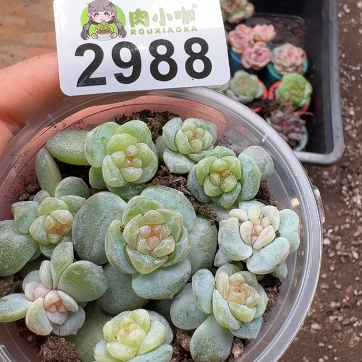 多肉植物多肉植物