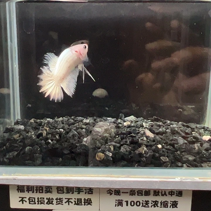 斗鱼竞拍跑单拉黑22日61