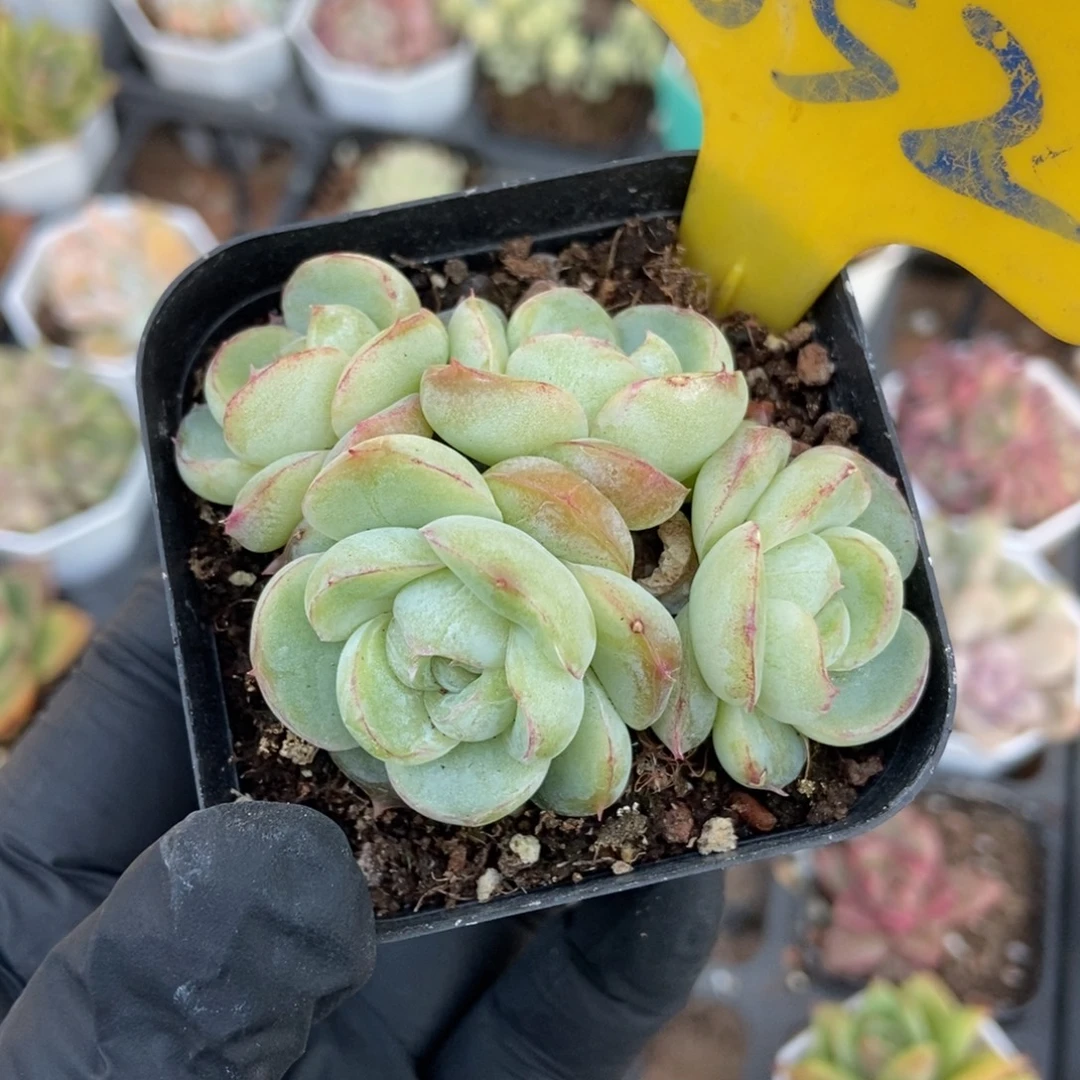 852胖虎珍妮多肉植物