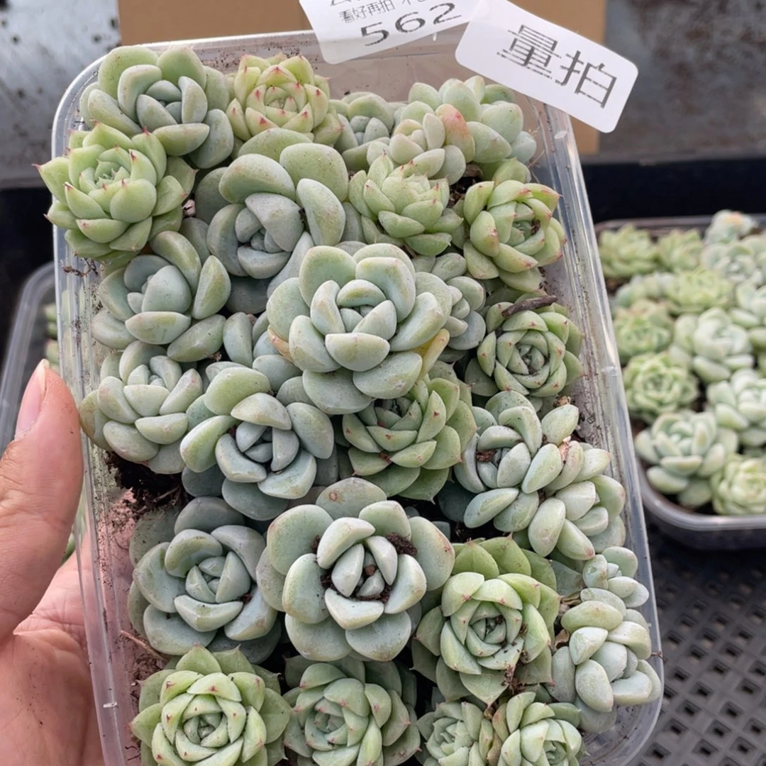 云糖心多肉植物562