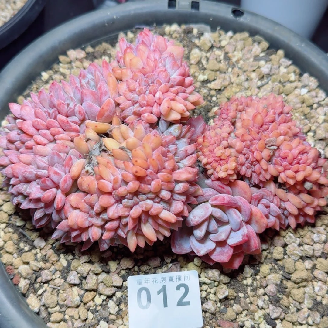 韩货粉星影缀化            精美多肉植物