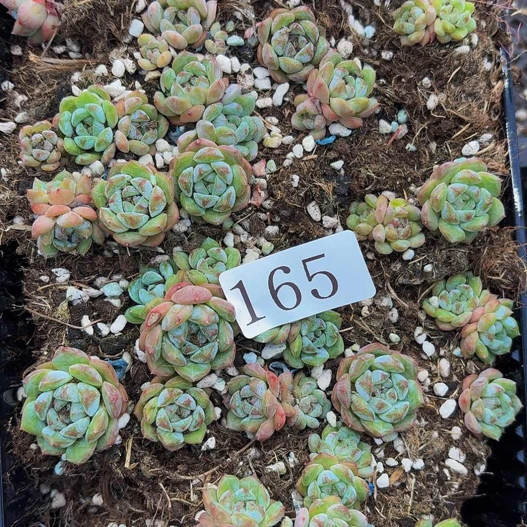 l****6多肉植物多肉植物165