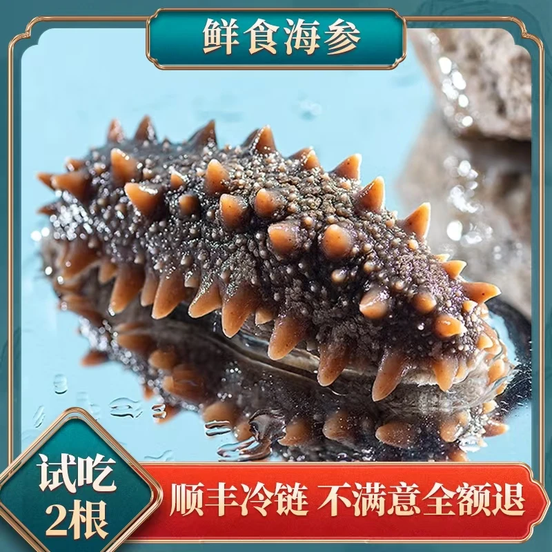 【送礼盒】8-10头每斤【到手共2斤】鲜食海参大连海参顺丰辽刺参熟制