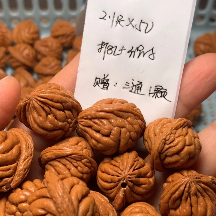 野生龙纹桃核霸王龙