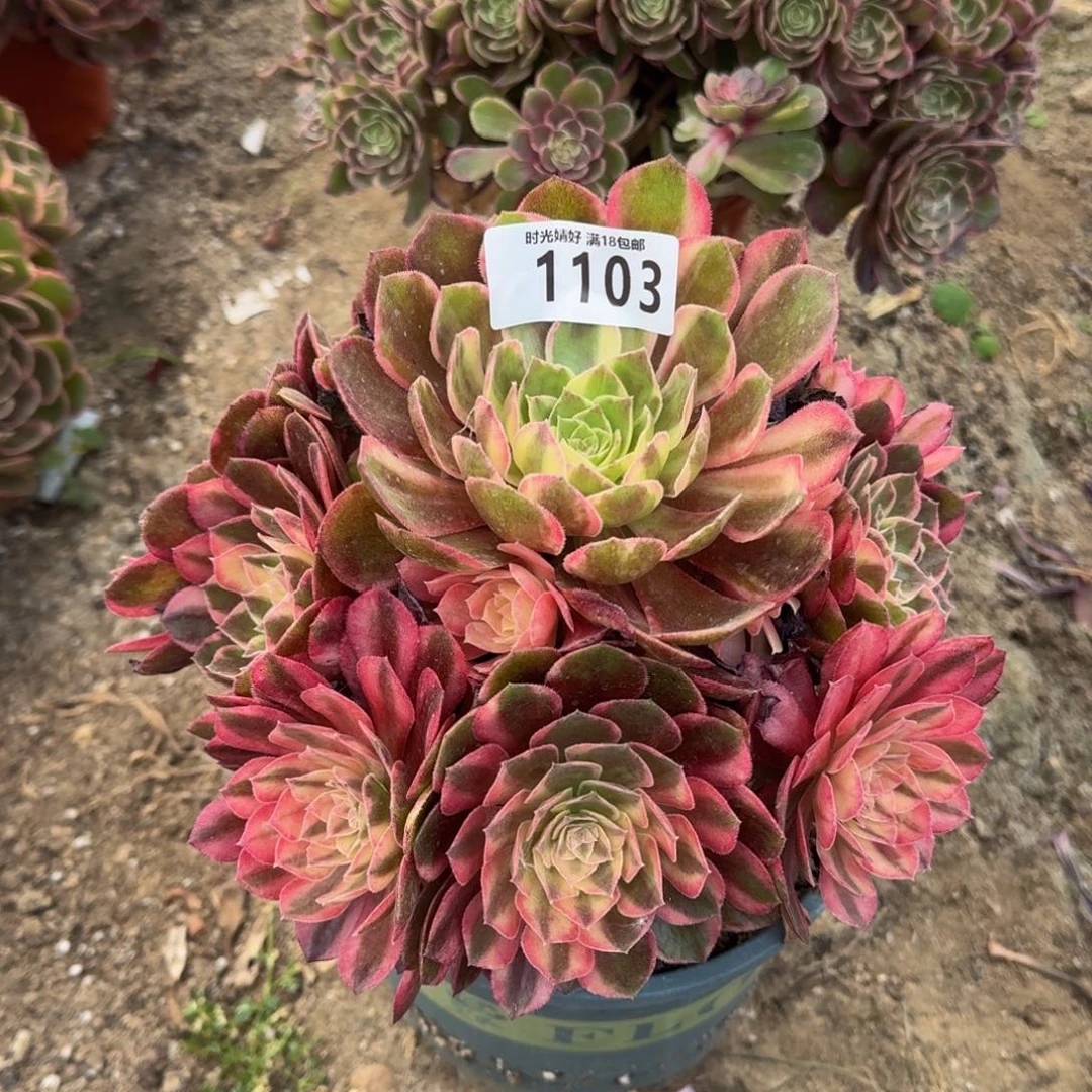 1103黑魔锦多肉植物