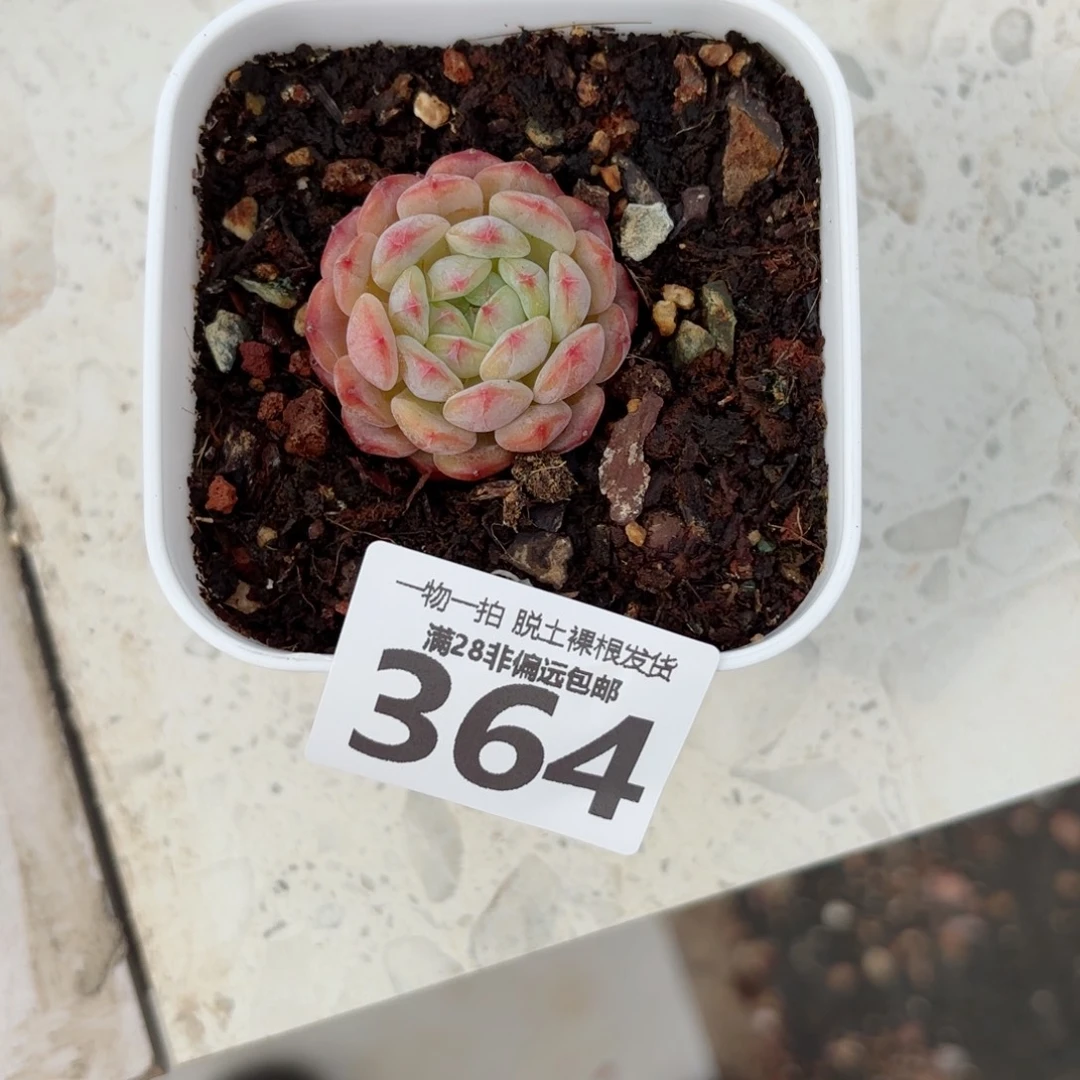 布***林白胖子单头无盆土发货