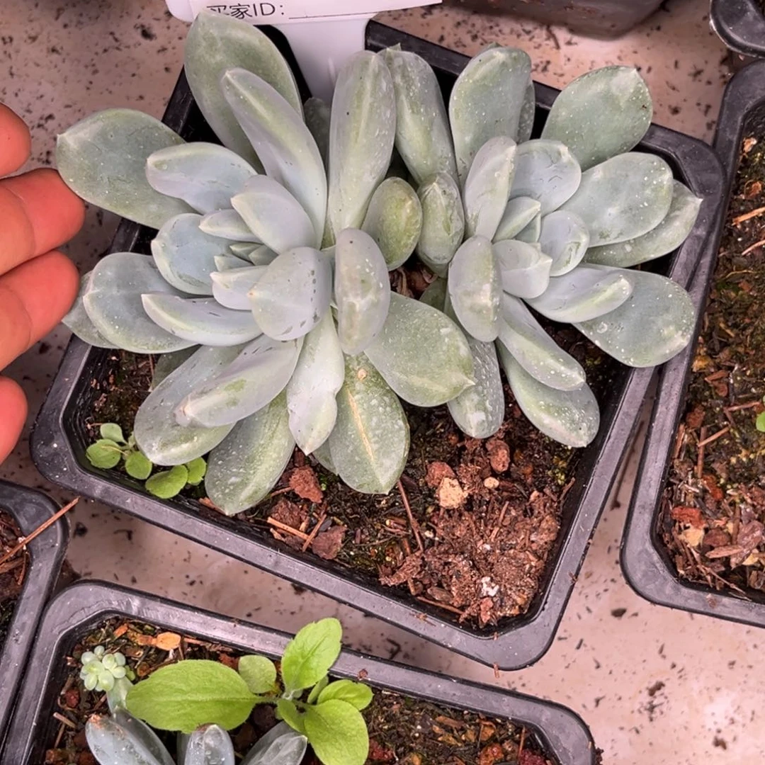 美人杂多肉植物637