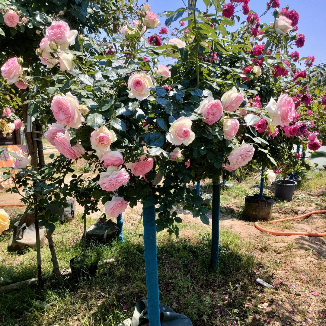 粉色龙沙宝石棒棒糖树桩月季庭院绿植独杆直杆树状月季花苗