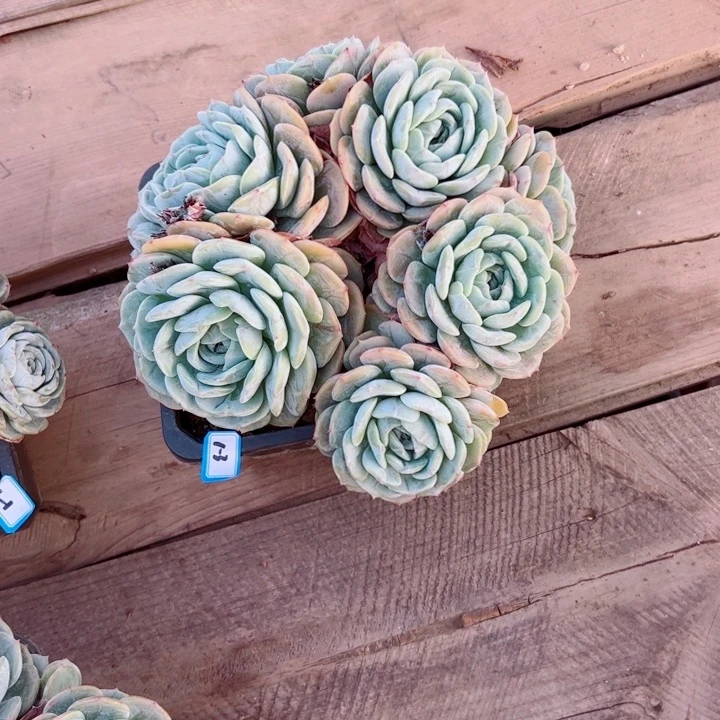 ****缘精品多肉植物老桩劳林