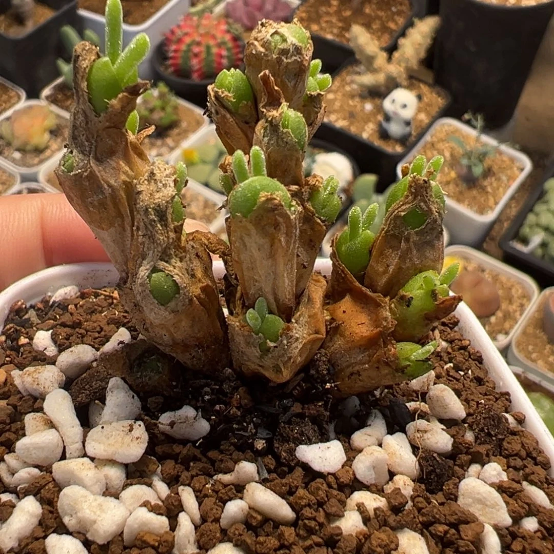 522多肉植物种类多样