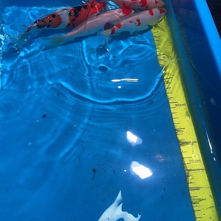 神***时锦鲤纯种血统锦鲤观赏鱼