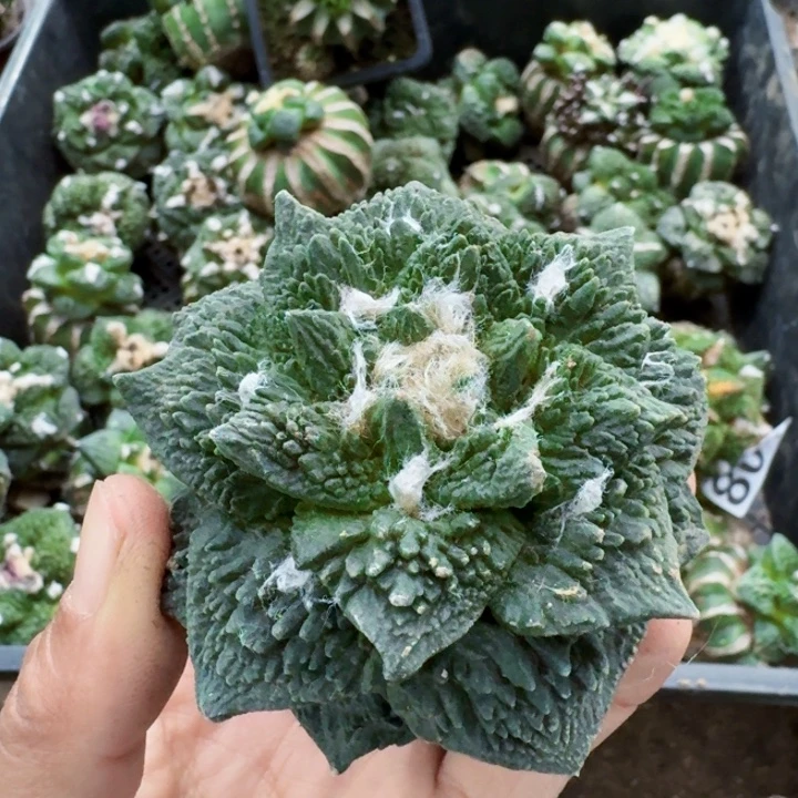 无花朵868哥怒牡丹8公分