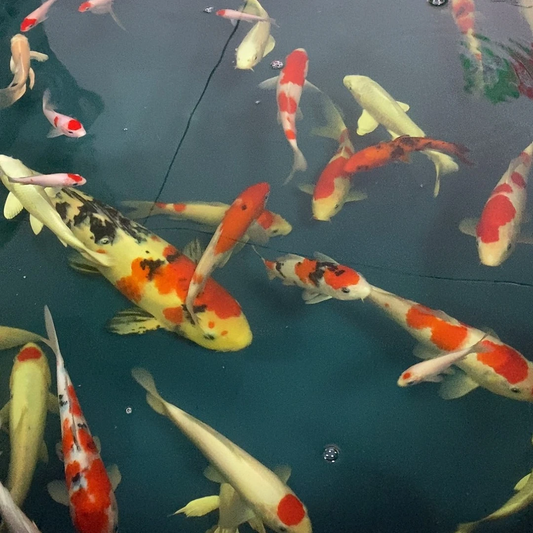 海水鱼锦鲤包或包邮一鱼一拍