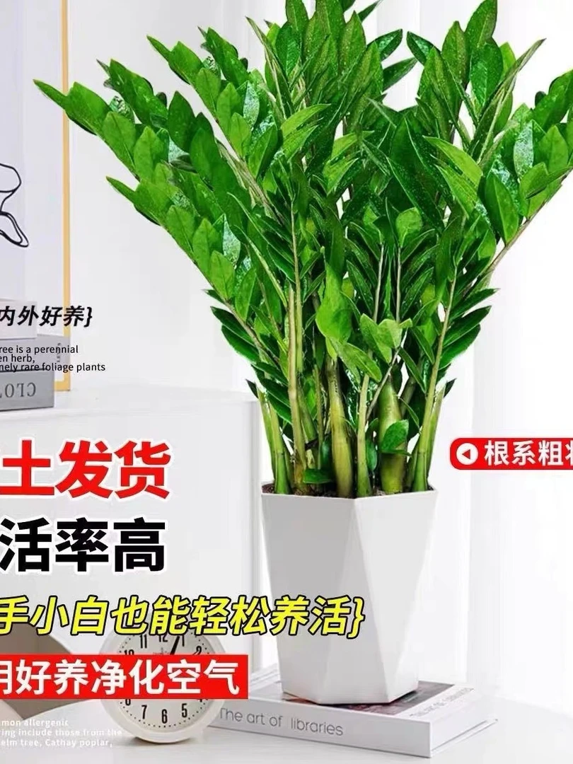 【基地直销】210老庄金钱树80-90盆栽室内客厅四季常青常绿绿植