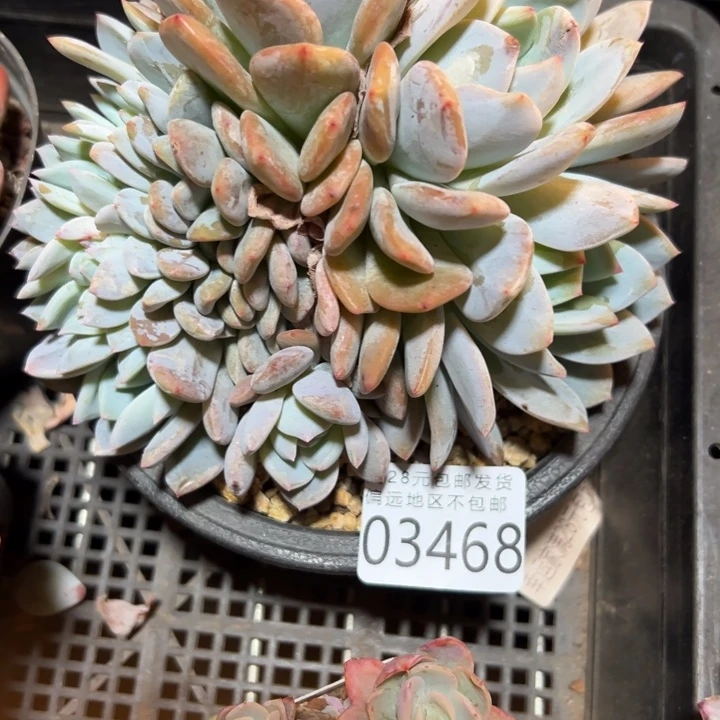 幸运的是我还没遇到过