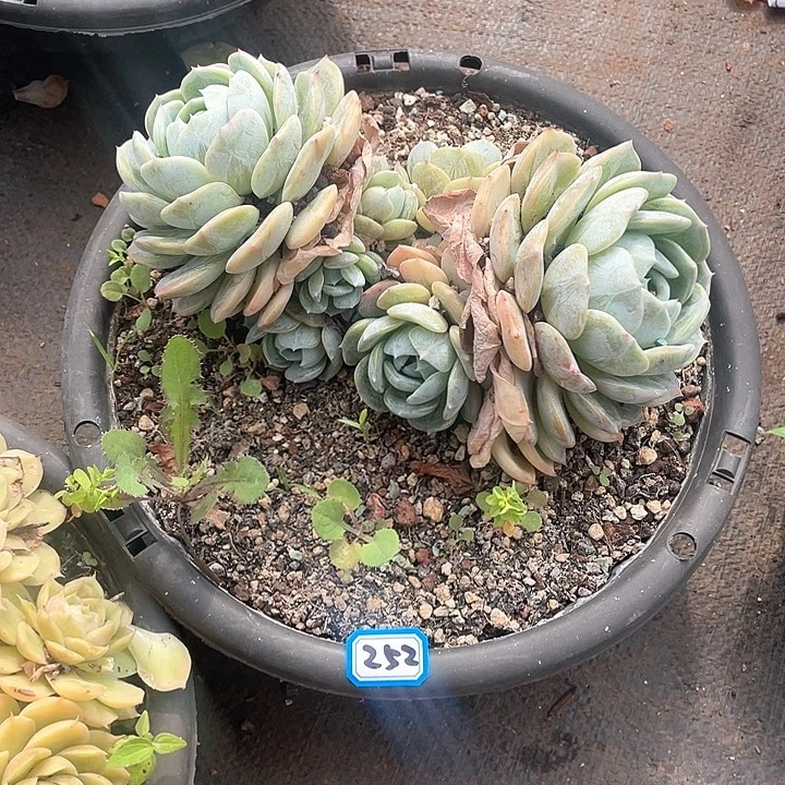 252老林一物一拍多肉